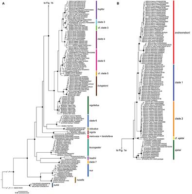 Hidden Diversity of African Yellow House Bats (Vespertilionidae, Scotophilus): Insights From Multilocus Phylogenetics and Lineage Delimitation
